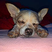 Kash is registered to the contest to win money with this photo: dog, sleeping, ears, paws, blanket, closeup, pet, cozy, indoor, resting, cute, animal, fur, snout, napping, small_dog, relaxation, pink_surface, quiet, calm