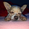 dog, sleeping, ears, paws, blanket, closeup, pet, cozy, indoor, resting, cute, animal, fur, snout, napping, small_dog, relaxation, pink_surface, quiet, calm