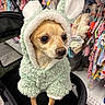 dog, small_dog, costume, fluffy_outfit, bunny_ears, stroller, pet_clothing, cute, animal, indoor, shopping, clothes, colorful, pet, puppy, fur, ears, standing, toy_store, pet_accessories