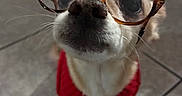 Kash is registered to the contest to win money with this photo: dog, glasses, red_sweater, close_up, pet, cute, indoor, floor_tiles, small_dog, adorable, whiskers, nose, eyes, fur, portrait, animal, wearing_clothes, eyewear, looking_up, funny