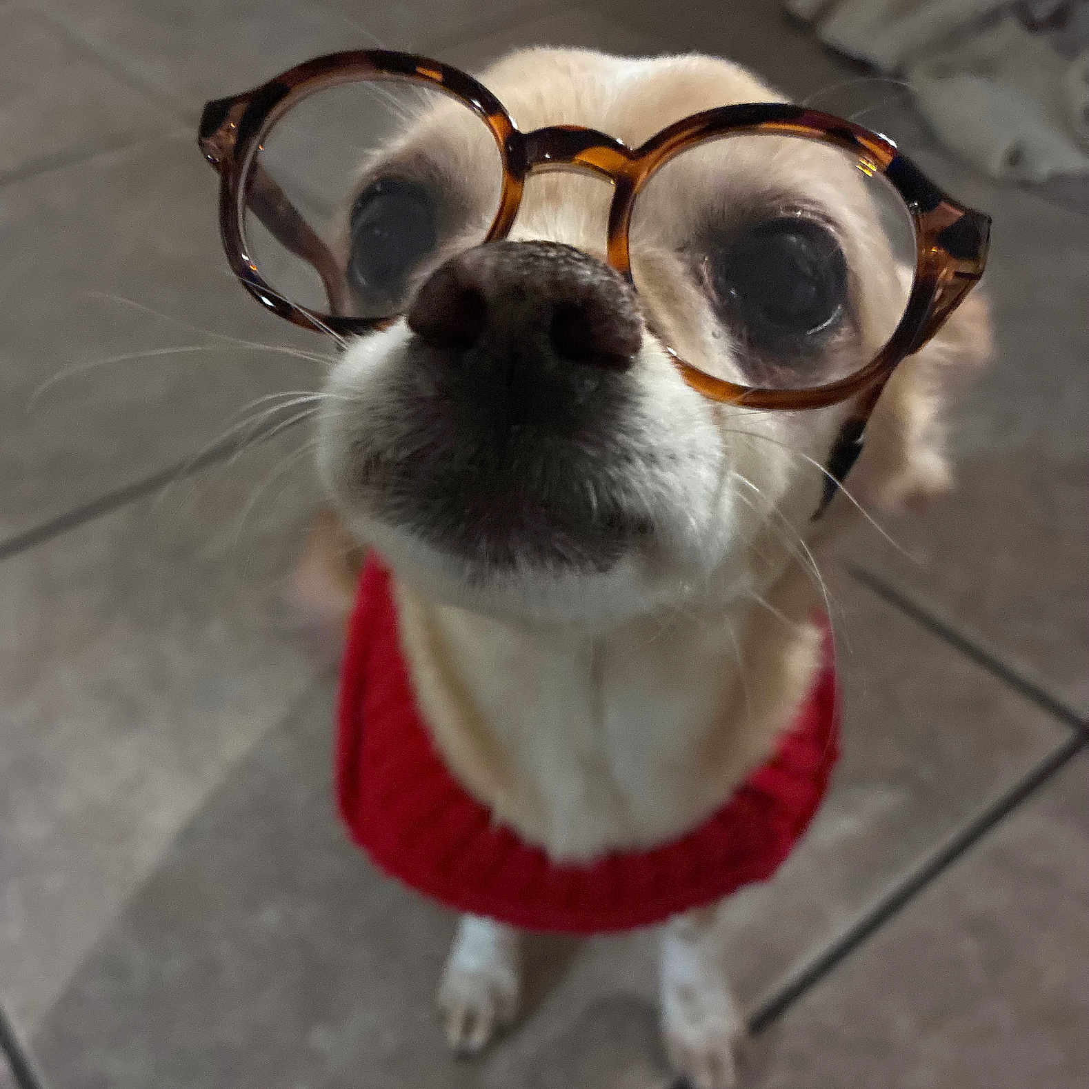 Kash is registered to the contest to win money with this photo: dog, glasses, red_sweater, close_up, pet, cute, indoor, floor_tiles, small_dog, adorable, whiskers, nose, eyes, fur, portrait, animal, wearing_clothes, eyewear, looking_up, funny