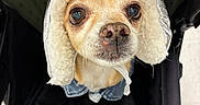 Kash is registered to the contest to win money with this photo: adorable, animal, closeup, cozy, cute, denim_jacket, dog, ears, face, fluffy, fur, hat, indoor, looking_up, pet, portrait, small_dog, stroller, warm_clothing, winter_hat