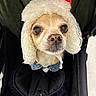 Kash is registered to the contest to win money with this photo: dog, small_dog, hat, winter_hat, fluffy, denim_jacket, pet, animal, cute, stroller, fur, ears, face, looking_up, closeup, indoor, cozy, warm_clothing, adorable, portrait