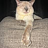 Neeko is registered to the contest to win money with this photo: animal, brown, calm, cat, closeup, cozy, cream, cushion, ears, feline, indoor, paw, pet, quiet, relaxed, resting, sleepy, soft, texture, whiskers