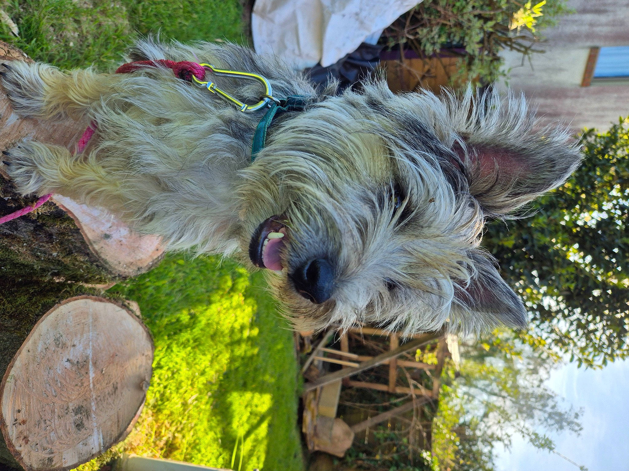 Ulysse participe au concours pour gagner de l'argent avec cette photo : carnivore, collar, companion_dog, dog, dog_breed, dog_collar, garden, grass, plant, schnauzer, shrub, small_terrier, sporting_group, tail, terrier, toy_dog, wood, working_animal