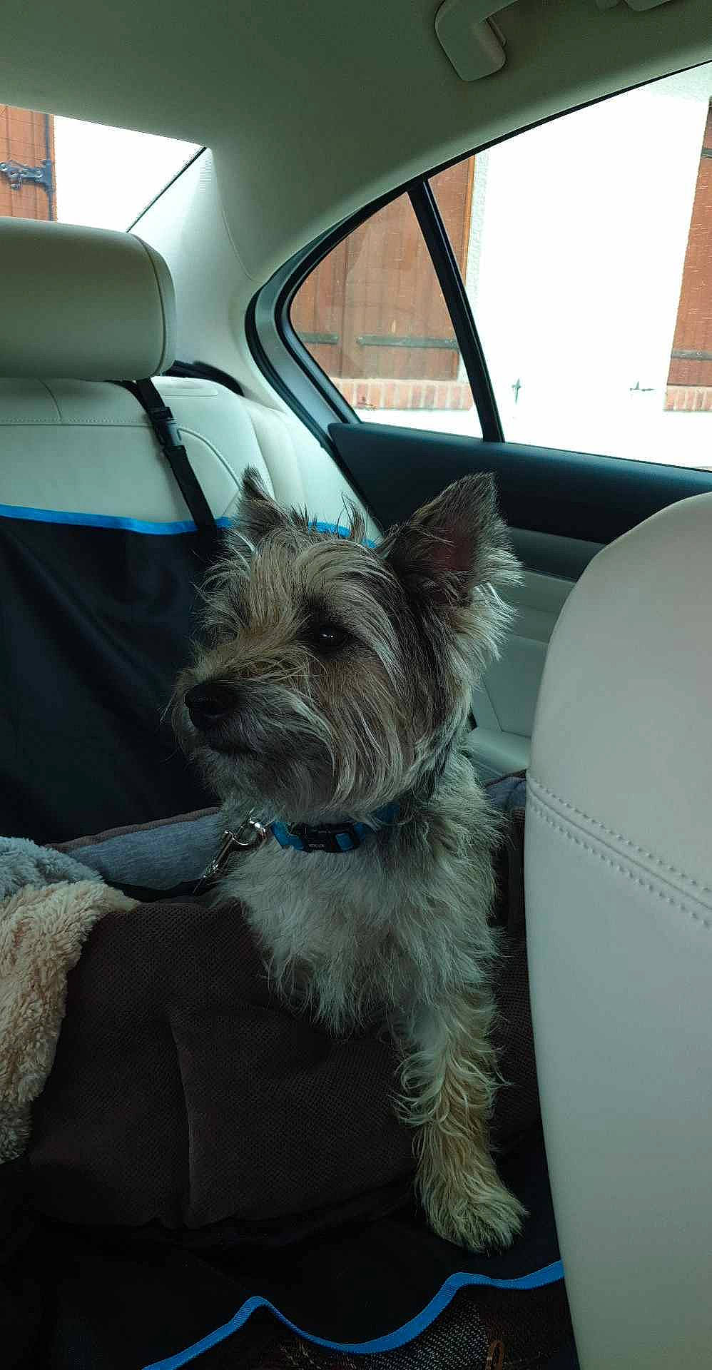 Ulysse a rejoint le concours — aidez-le/la à gagner de superbes lots ! auto_part, canidae, car, carnivore, collar, companion_dog, dog, dog_breed, dog_collar, dog_supply, family_car, fawn, motor_vehicle, small_terrier, snout, sporting_group, toy_dog, vehicle, window, working_animal