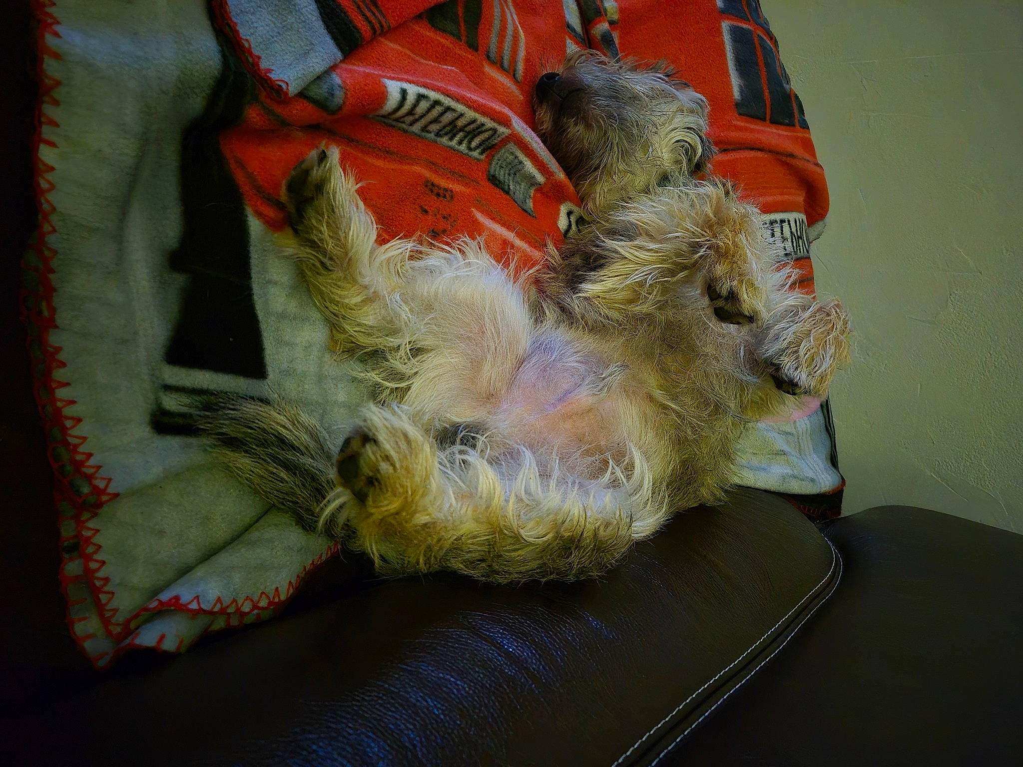 Ulysse participe au concours pour gagner de l'argent avec cette photo : art, bag, canidae, carnivore, comfort, companion_dog, couch, dog, dog_breed, fawn, felidae, foot, fur, luggage_and_bags, room, small_to_medium_sized_cats, snout, sporting_group, visual_arts, whiskers