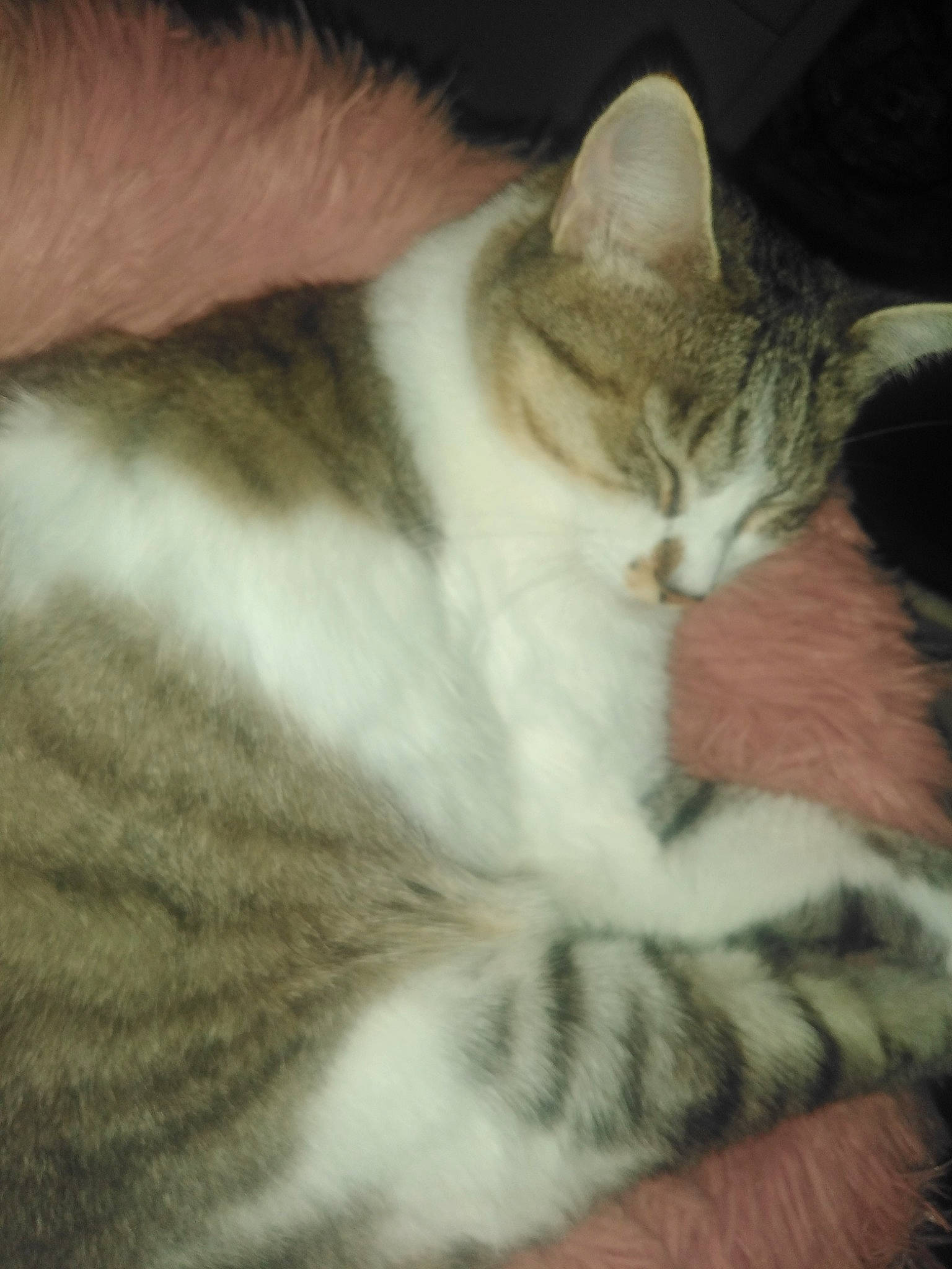 Shanelle a rejoint le concours — aidez-le/la à gagner de superbes lots ! carnivore, cat, claw, comfort, domestic_short_haired_cat, ear, felidae, fur, nap, paw, sitting, small_to_medium_sized_cats, snout, tail, vertebrate, whiskers