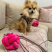 Hermès participe au concours pour gagner de l'argent avec cette photo : dog, puppy, pomeranian, fluffy, small_dog, sitting, portrait, pet, leopard_print, scarf, couch, sofa, blanket, pink_toy, knot_toy, indoor, home, cushion, cute, fashionable
