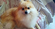 Hermès a rejoint le concours — aidez-le/la à gagner de superbes lots ! dog, pomeranian, pet, bed, bedding, blanket, fur, animal, cute, indoor, resting, canine, furball, small_dog, looking_at_camera, domestic_animal, comfort, relaxing, home, sleep_area