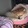 Hermès a rejoint le concours — aidez-le/la à gagner de superbes lots ! dog, sleeping, pet_bed, pink, fluffy, cozy, blanket, purple, leopard_print, indoor, resting, cute, small_dog, fur, animal, relaxing, home, bedroom, comfort, nap