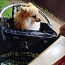 Hermès a rejoint le concours — aidez-le/la à gagner de superbes lots ! dog, pomeranian, pet, carrier_bag, chair, outdoor, grass, concrete, table, can, coca_cola, fluffy, small_dog, animal, looking_away, leisure, wire_chair, black_bag, side_view, domestic_animal