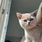 Obane participe au concours pour gagner de l'argent avec cette photo : kitten, cat, pet, animal, indoor, shoulder, person, blonde_hair, window, curtains, lace, light, appliance, kitchen, fur, whiskers, cute, portrait, young, domestic