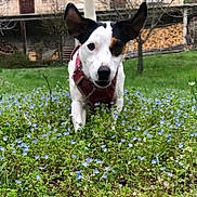 Ruby participe au concours pour gagner de l'argent avec cette photo : dog, animal, pet, outdoor, grass, flowers, greenery, nature, garden, canine, white, black, ears, closeup, walking, curious, spring, plants, background, rural