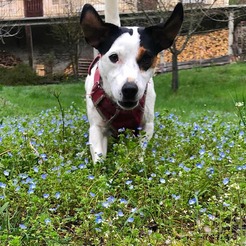 Ruby participe au concours pour gagner de l'argent avec cette photo : dog, animal, pet, outdoor, grass, flowers, greenery, nature, garden, canine, white, black, ears, closeup, walking, curious, spring, plants, background, rural