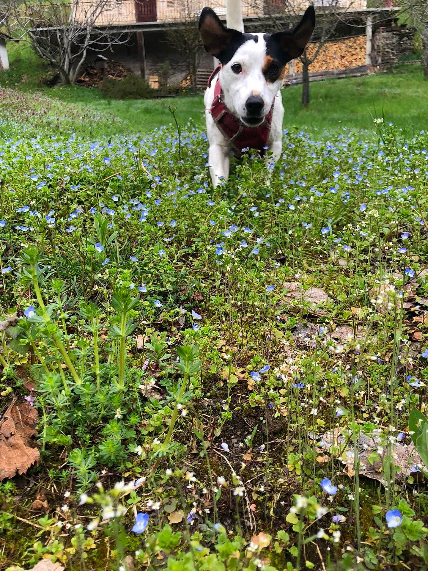 Ruby a rejoint le concours — aidez-le/la à gagner de superbes lots ! animal, black, brown, curious, dog, ears, face, field, flowers, grass, greenery, harness, house, nature, outdoor, pet, spring, tree, walking, white