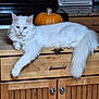 cat, white_cat, fluffy, long_hair, pet, animal, indoor, kitchen, countertop, pumpkin, orange, wooden_cabinet, relaxed, lying_down, feline, household, domestic_animal, cute, fur, tail