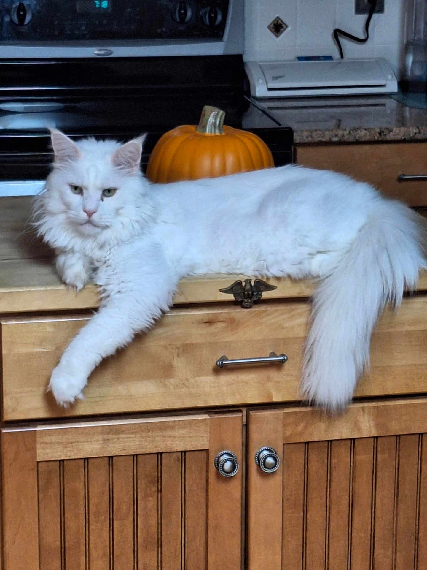 Matty joined the competition — help win amazing prizes! cat, white_cat, fluffy, long_hair, pet, animal, indoor, kitchen, countertop, pumpkin, orange, wooden_cabinet, relaxed, lying_down, feline, household, domestic_animal, cute, fur, tail