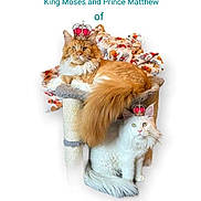 Moses And Matty is registered to the contest to win money with this photo: abyssinian, angora, animal, basket, cat, den, doctor, doll, envelope, figurine, greetingcard, indoors, kitten, mail, manx, person, pet, plush, sleeping, toy