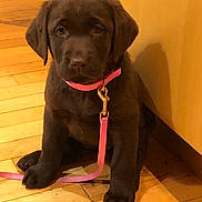 Billie is registered to the contest to win money with this photo: puppy, dog, labrador, brown_dog, pink_collar, leash, wooden_floor, indoor, pet, cute, young_dog, animal, sitting, adorable, companion, domestic_animal, fur, playful, canine, house
