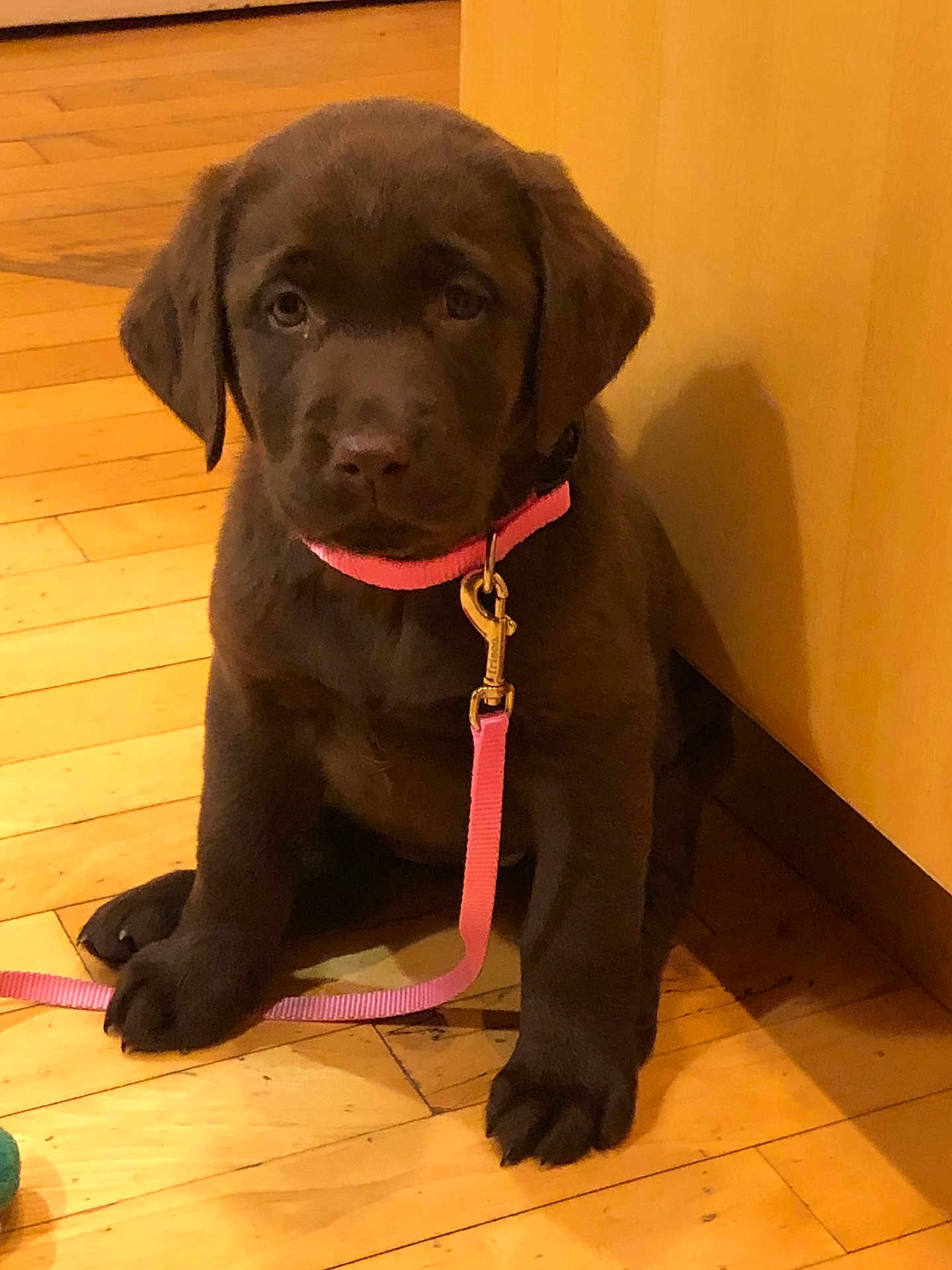 Billie is registered to the contest to win money with this photo: puppy, dog, labrador, brown_dog, pink_collar, leash, wooden_floor, indoor, pet, cute, young_dog, animal, sitting, adorable, companion, domestic_animal, fur, playful, canine, house