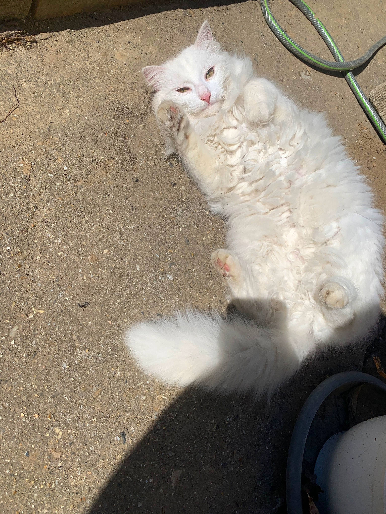 Meringue participe au concours pour gagner de l'argent avec cette photo : carnivore, cat, domestic_long_haired_cat, domestic_short_haired_cat, felidae, fur, ojos_azules, paw, persian, polydactyl_cat, sand, small_to_medium_sized_cats, tail, turkish_angora, turkish_van, whiskers