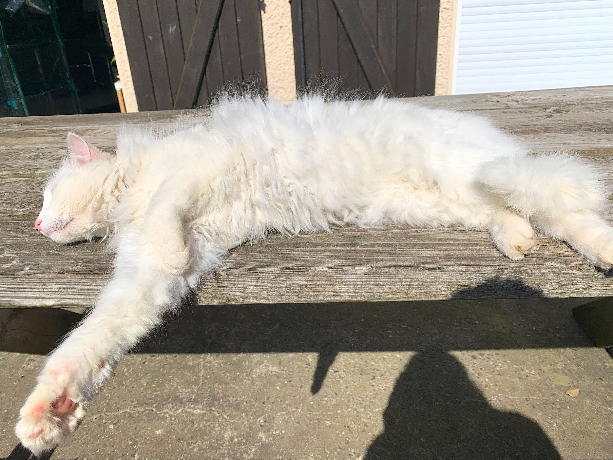 Meringue participe au concours pour gagner de l'argent avec cette photo : carnivore, cat, domestic_long_haired_cat, fawn, felidae, fur, mammal, norwegian_forest_cat, paw, persian, small_to_medium_sized_cats, tail, turkish_angora, turkish_van, whiskers