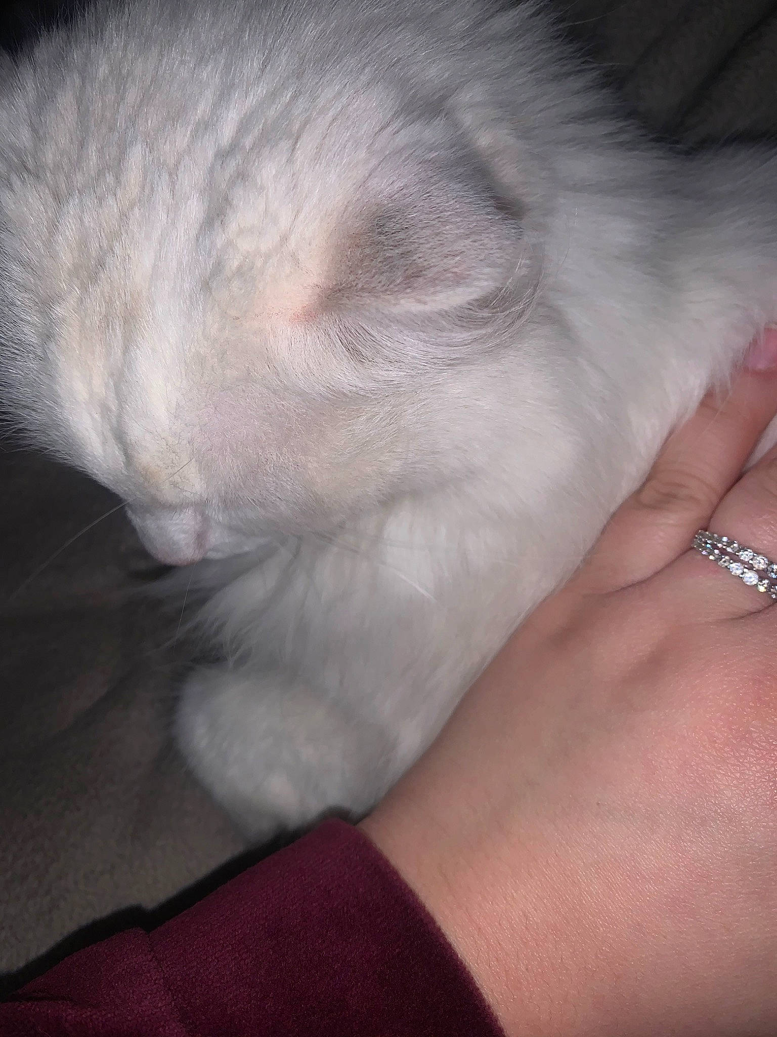 Meringue participe au concours pour gagner de l'argent avec cette photo : burmilla, carnivore, cat, claw, domestic_long_haired_cat, ear, fawn, felidae, fur, kitten, norwegian_forest_cat, paw, persian, polydactyl_cat, ragdoll, small_to_medium_sized_cats, turkish_angora, whiskers