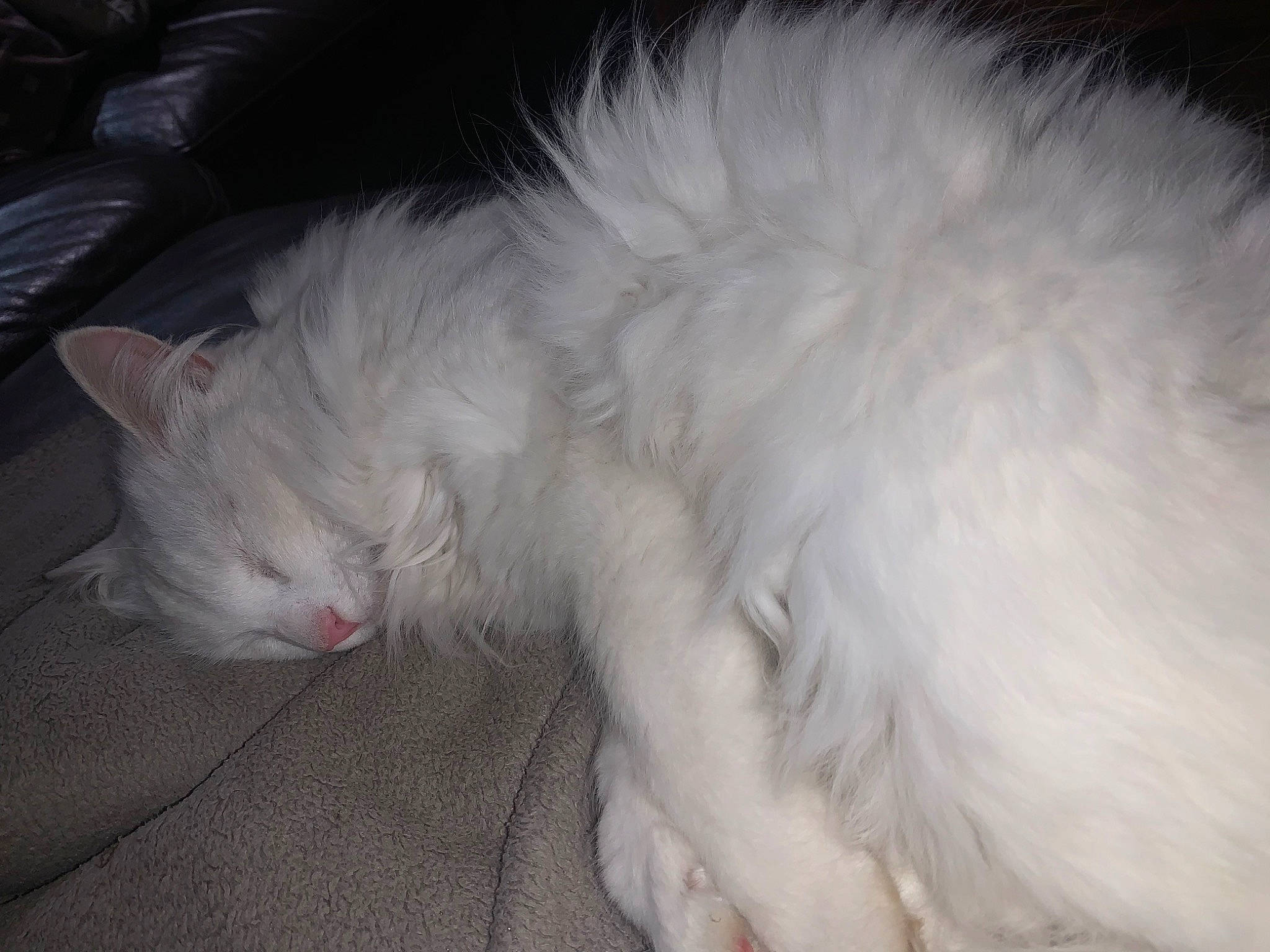 Meringue a rejoint le concours — aidez-le/la à gagner de superbes lots ! carnivore, cat, domestic_long_haired_cat, ear, felidae, fur, khao_manee, kitten, mammal, nap, norwegian_forest_cat, persian, ragdoll, sleep, small_to_medium_sized_cats, tail, turkish_angora, turkish_van, whiskers, white