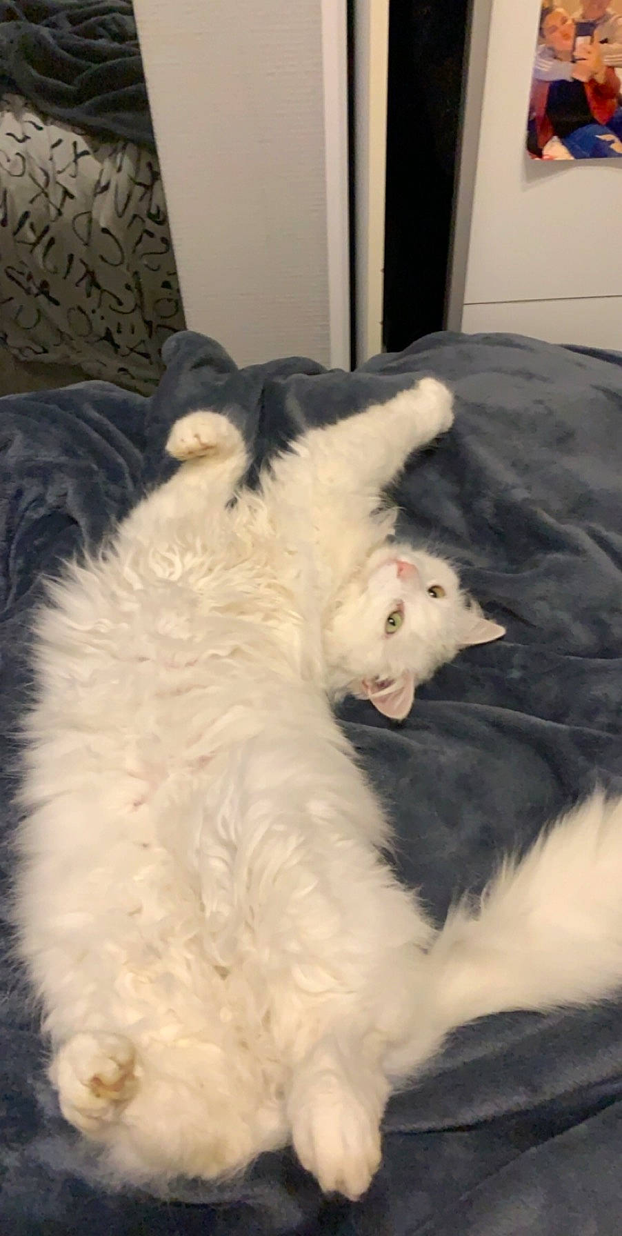 Meringue participe au concours pour gagner de l'argent avec cette photo : canidae, carnivore, cat, companion_dog, dog, dog_breed, ear, felidae, fur, mammal, nose, old_english_sheepdog, samoyed, whiskers