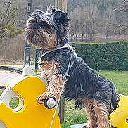 Nevada a rejoint le concours — aidez-le/la à gagner de superbes lots ! dog, playground, spring_rider, yellow, grass, outdoor, pet, animal, leash, tree, fence, park, fur, small_dog, standing, toy, nature, wood, metal, daytime