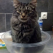 Mélandry participe au concours pour gagner de l'argent avec cette photo : animal, cat, closeup, container, curious, domestic, ears, electrical_outlet, eyes, feline, fluffy, indoor, kitchen_counter, pet, plastic_bowl, tabby, table_surface, tile_wall, water_bottle, whiskers