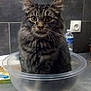 animal, cat, closeup, container, curious, domestic, ears, electrical_outlet, eyes, feline, fluffy, indoor, kitchen_counter, pet, plastic_bowl, tabby, table_surface, tile_wall, water_bottle, whiskers