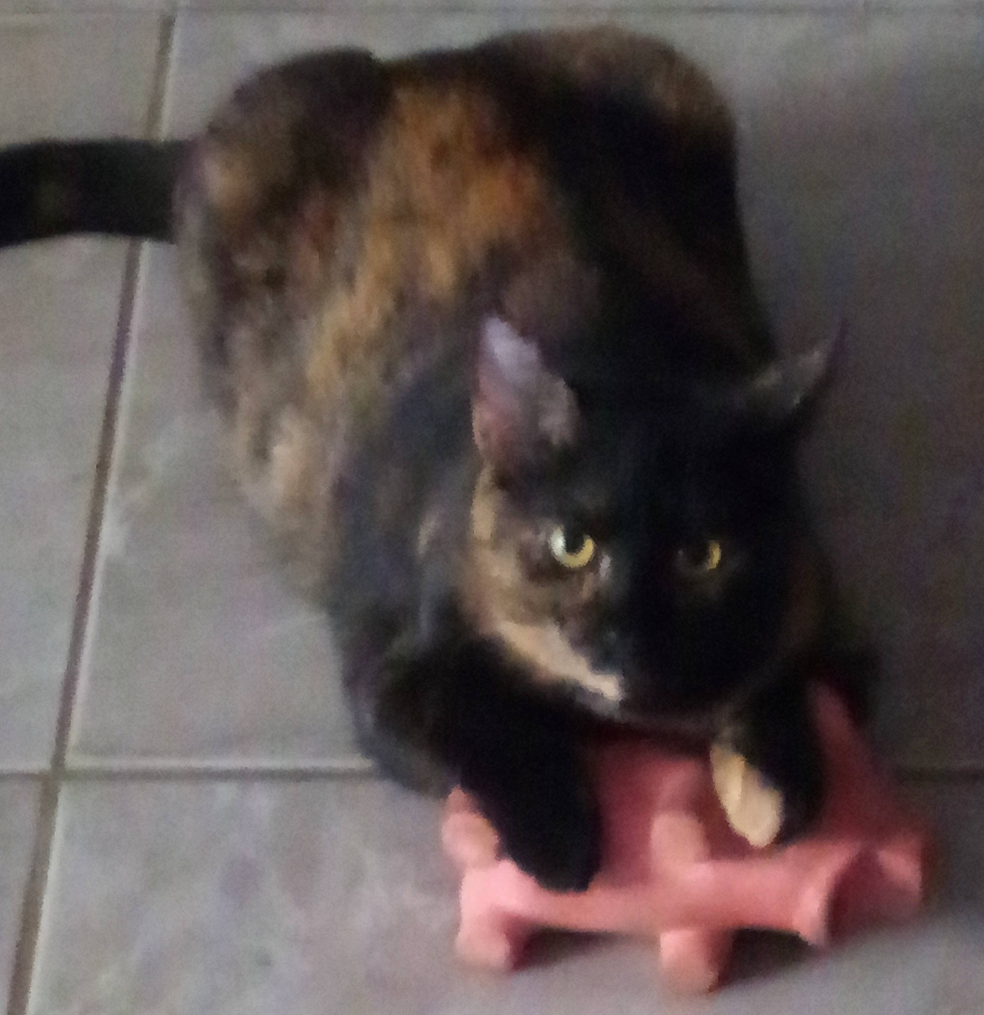 Rina a rejoint le concours — aidez-le/la à gagner de superbes lots ! black_cat, bombay, carnivore, cat, claw, comfort, domestic_short_haired_cat, felidae, flooring, fur, iris, paw, sitting, small_to_medium_sized_cats, snout, tail, terrestrial_animal, tile_flooring, whiskers, window