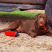 Bear joined the competition — help win amazing prizes! dog, labrador, chocolate, toy, orange, collar, gravel, vehicle, tire, outdoor, pet, lying_down, animal, grass, playful, mammal, resting, nature, brown, happy