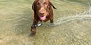 Bear joined the competition — help win amazing prizes! animal, brown_dog, canine, collar, daytime, dog, greenery, happy, nature, outdoor, pet, playful, river, rocks, shallow_water, splash, summer, tongue_out, water, wet