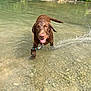 Bear joined the competition — help win amazing prizes! dog, water, wet, happy, outdoor, nature, river, playful, pet, animal, brown_dog, splash, collar, shallow_water, rocks, greenery, summer, daytime, canine, tongue_out
