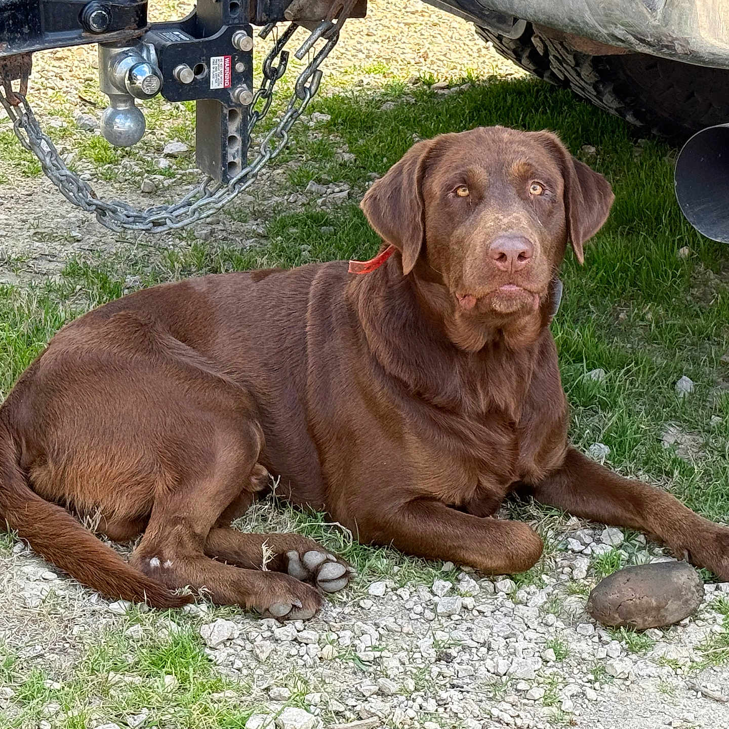 Bear joined the competition — help win amazing prizes! animal, brown_dog, canine, collar, dog, exhaust_pipe, fur, grass, gravel, labrador, lying_down, muzzle, nature, outdoor, paw, pet, resting, rock, trailer_hitch, vehicle