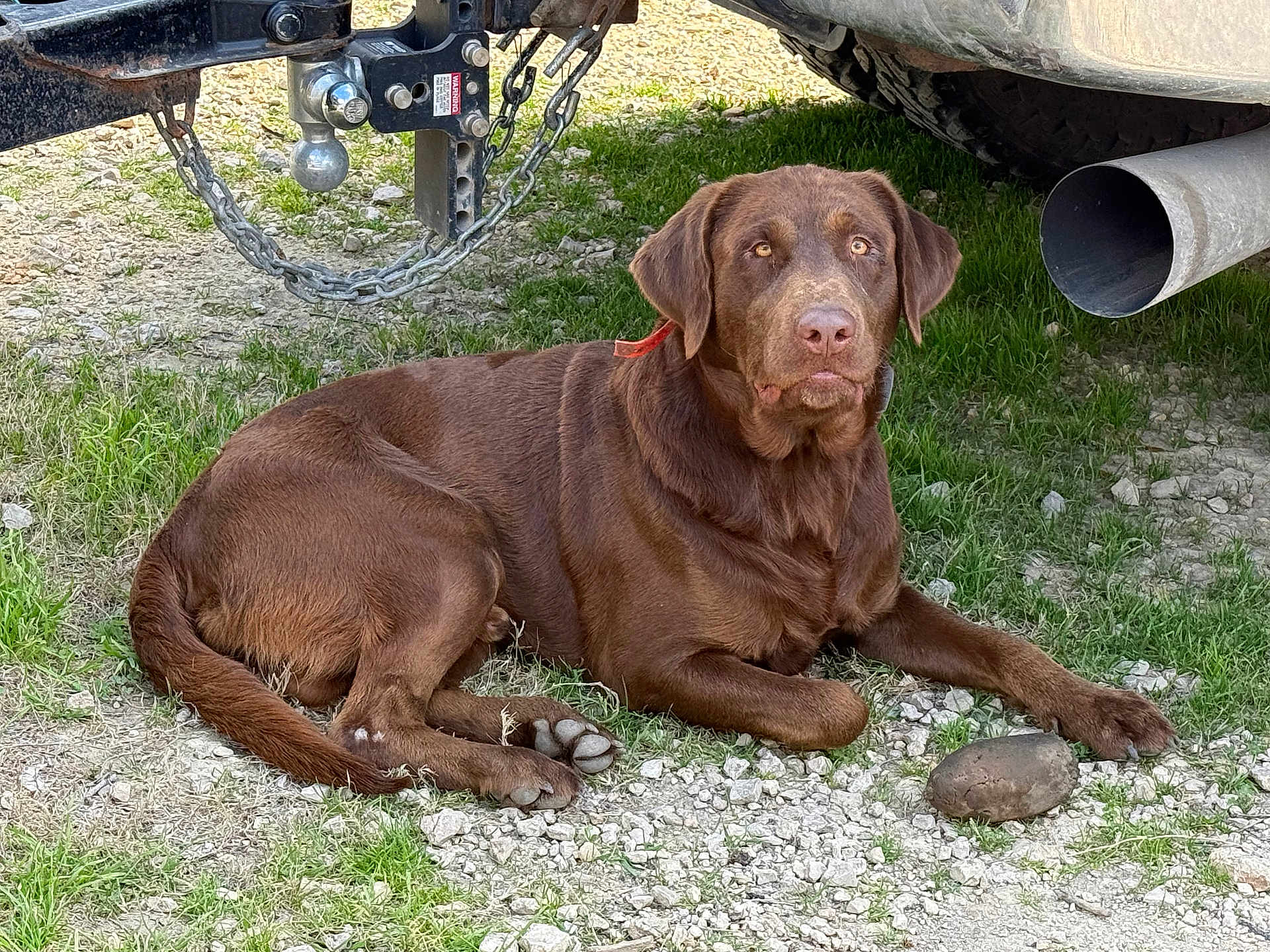 Bear joined the competition — help win amazing prizes! dog, labrador, brown_dog, pet, outdoor, grass, gravel, vehicle, trailer_hitch, exhaust_pipe, lying_down, animal, canine, nature, muzzle, fur, paw, collar, rock, resting