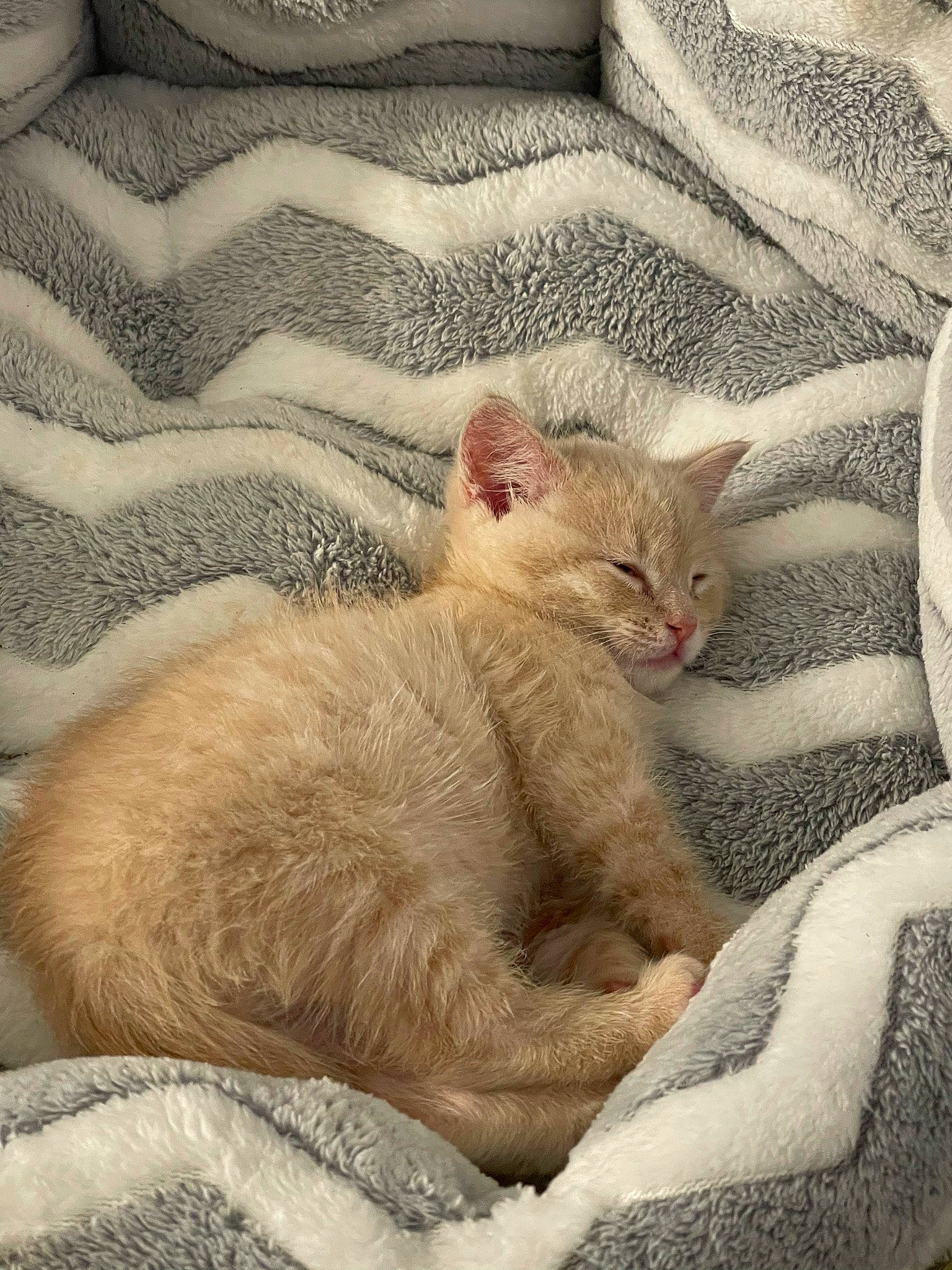 Francis is registered to the contest to win money with this photo: carnivore, cat, cat_bed, claw, comfort, domestic_short_haired_cat, fawn, felidae, fur, linens, nap, paw, sand, sleep, small_to_medium_sized_cats, snout, tail, terrestrial_animal, textile, whiskers