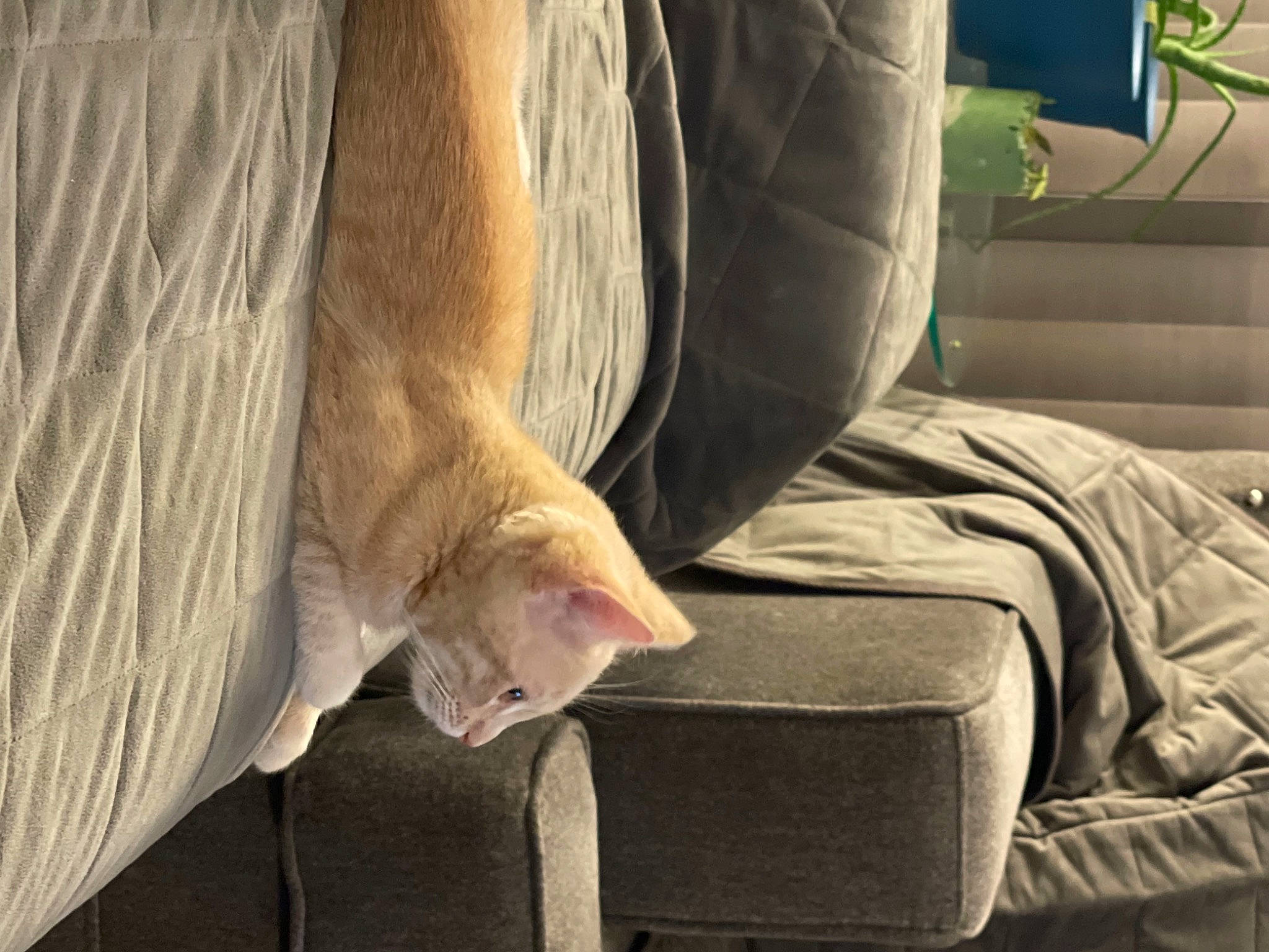 Francis joined the competition — help win amazing prizes! carnivore, cat, comfort, couch, domestic_short_haired_cat, fawn, felidae, foot, fur, human_body, human_leg, leg, paw, sitting, small_to_medium_sized_cats, tail, textile, tints_and_shades, whiskers, wood