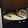 Gribouille a rejoint le concours — aidez-le/la à gagner de superbes lots ! animal, cat, cozy, curious, drawer, ears, feline, fluffy_mat, fur, home, indoor, paw, pet, quiet, relaxed, resting, shelf, striped, tabby, wooden_cabinet