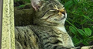Gribouille a rejoint le concours — aidez-le/la à gagner de superbes lots ! animal, cat, closeup, cute, feline, fur, garden, greenery, leaf, mammal, nature, outdoor, peaceful, plants, relaxing, resting, sleeping, sunlight, tabby_cat, whiskers