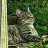 animal, cat, closeup, cute, feline, fur, garden, greenery, leaf, mammal, nature, outdoor, peaceful, plants, relaxing, resting, sleeping, sunlight, tabby_cat, whiskers