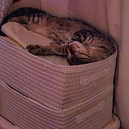 Gribouille participe au concours pour gagner de l'argent avec cette photo : animal, basket, cat, comfortable, corner, cozy, cute, fabric, feline, fur, home, indoor, nap, pet, relaxed, resting, sleeping, soft_lighting, striped, tabby
