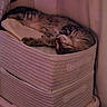 animal, basket, cat, comfortable, corner, cozy, cute, fabric, feline, fur, home, indoor, nap, pet, relaxed, resting, sleeping, soft_lighting, striped, tabby