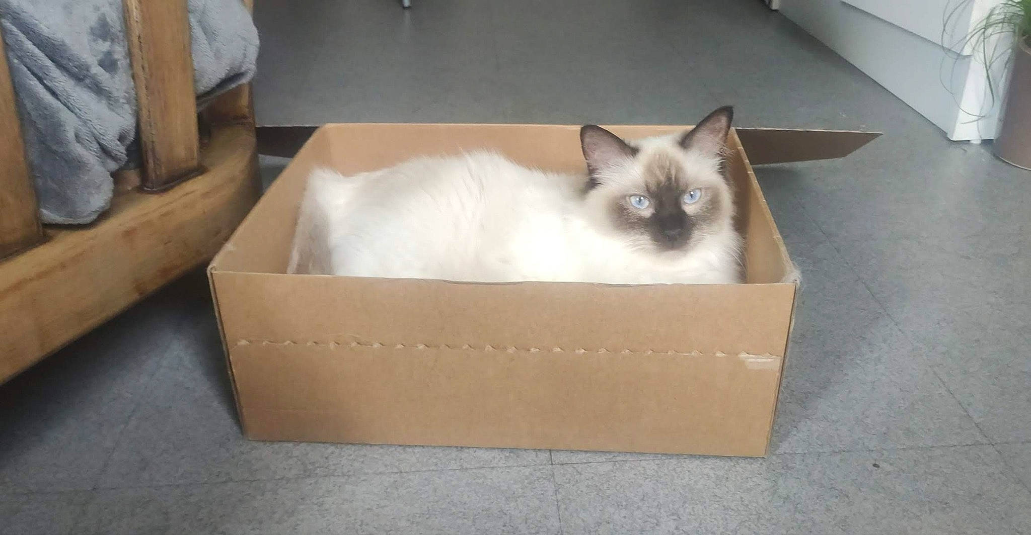 Romy a rejoint le concours — aidez-le/la à gagner de superbes lots ! balinese, birman, box, cardboard, carnivore, carton, cat, comfort, fawn, felidae, fur, hardwood, packaging_and_labeling, packing_materials, paper_product, shipping_box, siamese, small_to_medium_sized_cats, tonkinese, whiskers