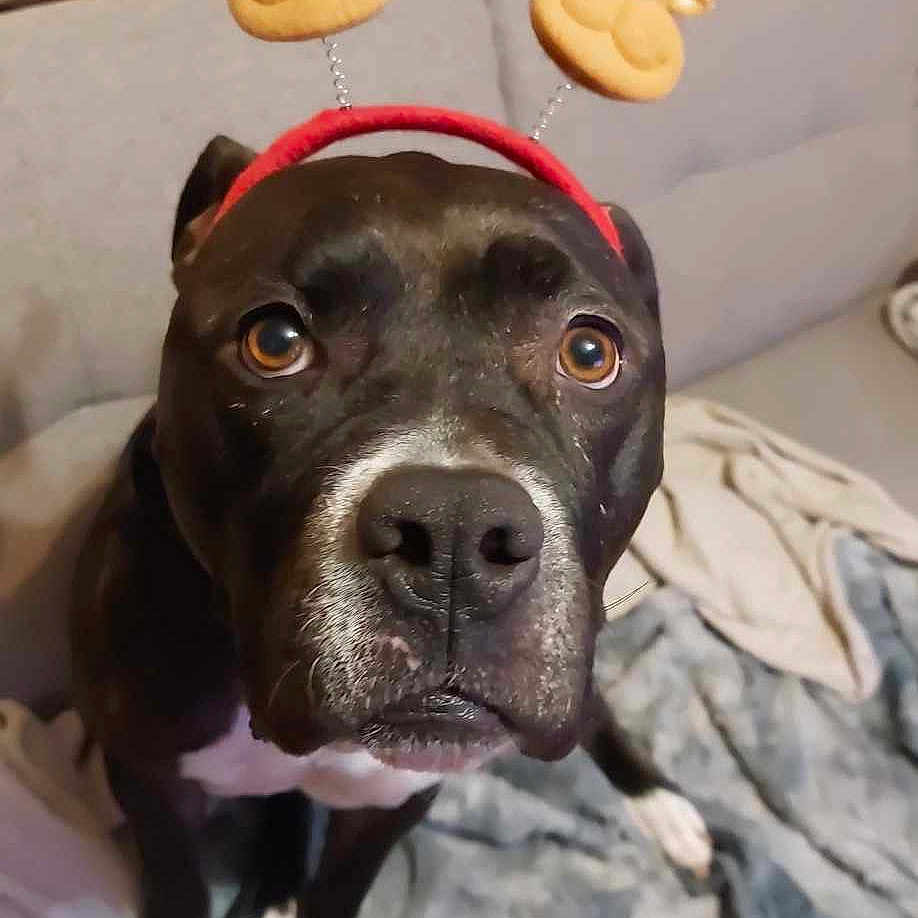 Havana a rejoint le concours — aidez-le/la à gagner de superbes lots ! animal, bostonbull, boxer, bulldog, canine, couch, cream, cushion, dessert, dog, food, frenchbulldog, furniture, homedecor, hound, pet, pitbull, puppy, snout, toy