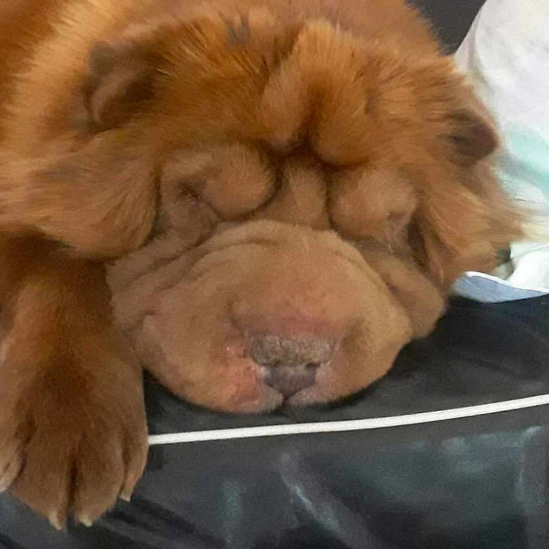 Loulou participe au concours pour gagner de l'argent avec cette photo : dog, sleeping, couch, pillow, fur, wrinkles, paw, pet, indoors, resting, closeup, brown, leather, cozy, animal, companion, cute, relaxed, snout, furry