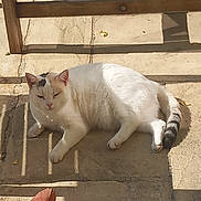 Ola participe au concours pour gagner de l'argent avec cette photo : cat, white_cat, outdoor, sunlight, shadow, stone_floor, relaxed, lounging, pet, animal, wooden_chair, bright, daylight, feline, striped_tail, resting, quiet, sunny, home, domestic